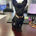 Soft Ivory Blossom Floral Set