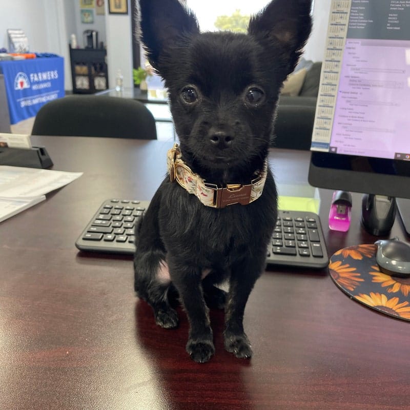 Soft Ivory Blossom Floral Set