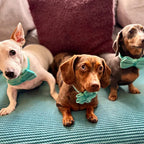 Turquoise Stone Velvet Set