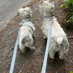 Dusty Blue Floral Set
