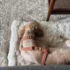 Classic Brown Plaid Set