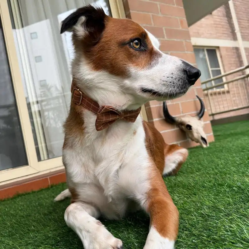 Classic Brown Plaid Set