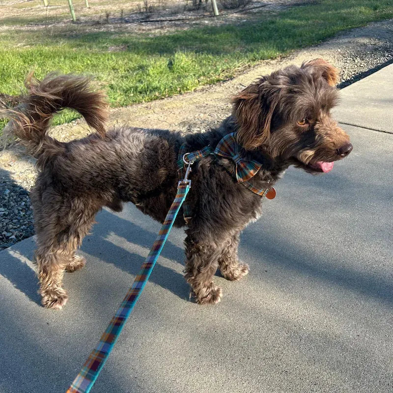 Autumn Blue Plaid Set