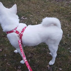 Ruby Bloom Floral Set