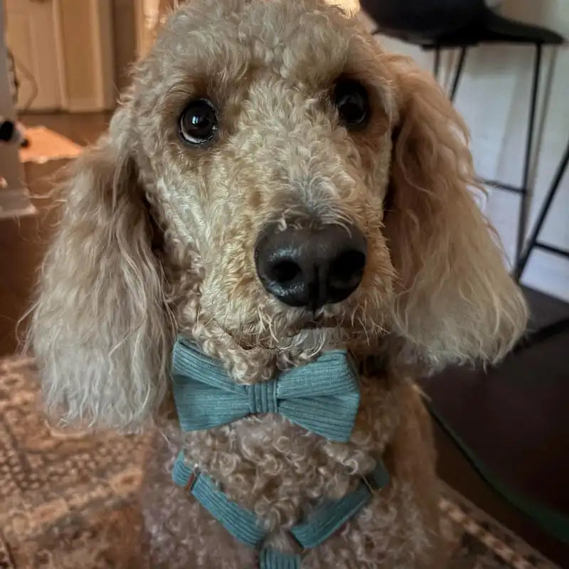 Dark Green Corduroy Set