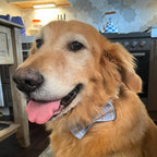 Dog Collar Leash Harness Set, Blue Plaid