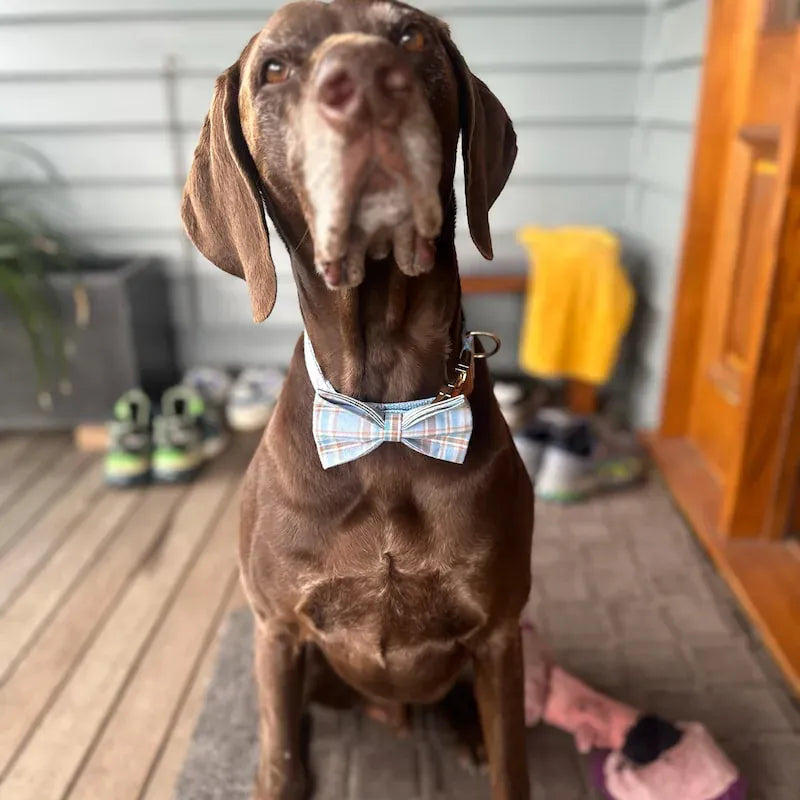 Dog Collar Leash Harness Set, Blue Plaid