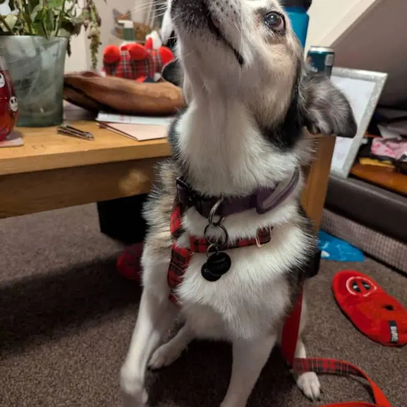 Red Tartan Christmas Set