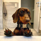 Dachshund puppy with a collar labeled 'Vito' sitting on a surface.