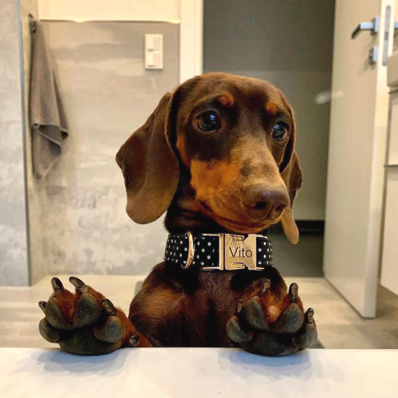 Dachshund puppy with a collar labeled 'Vito' sitting on a surface.