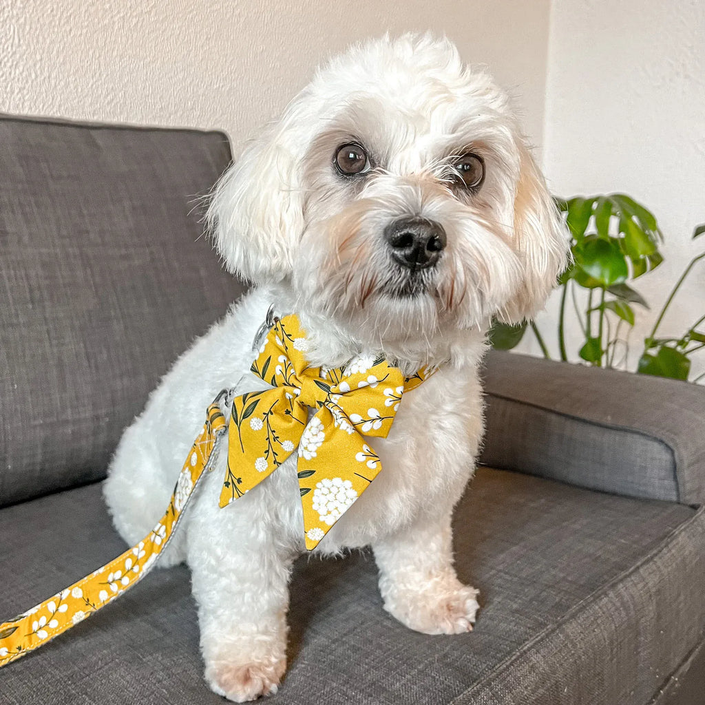D&D Paws Designed Sunny Floral Dog Vest Set