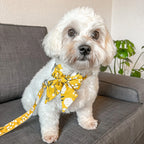 D&D Paws Designed Sunny Floral Dog Vest Set