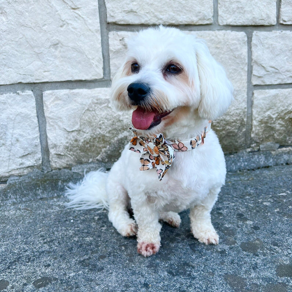 D&D Paws Designed Butterfly Dog Girly Set [Made-to-Order]