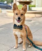 D&D Paws Designed Navy Plaid Dog Vest Set