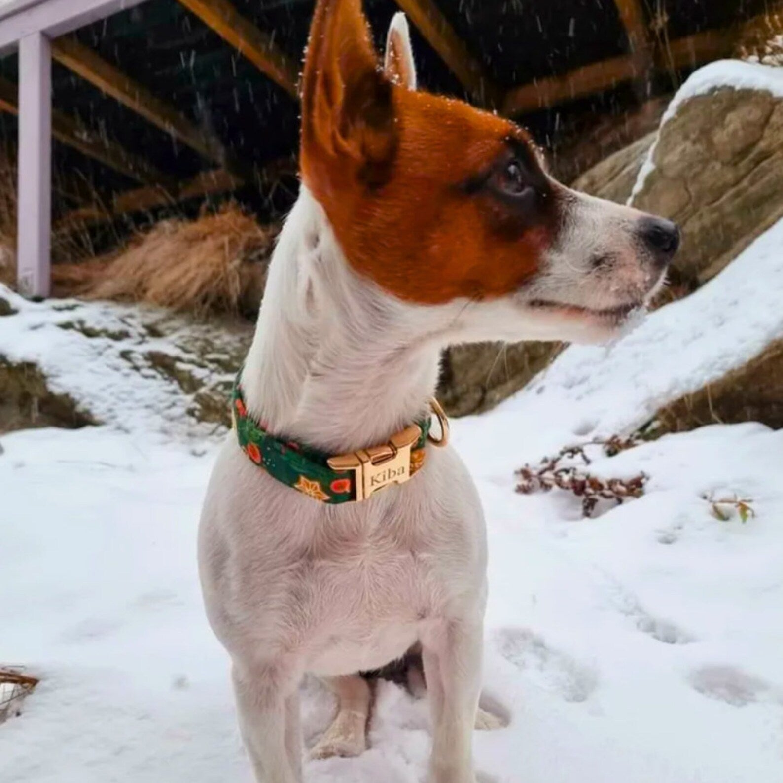 Christmas Floral Dog Collar and Leash Set