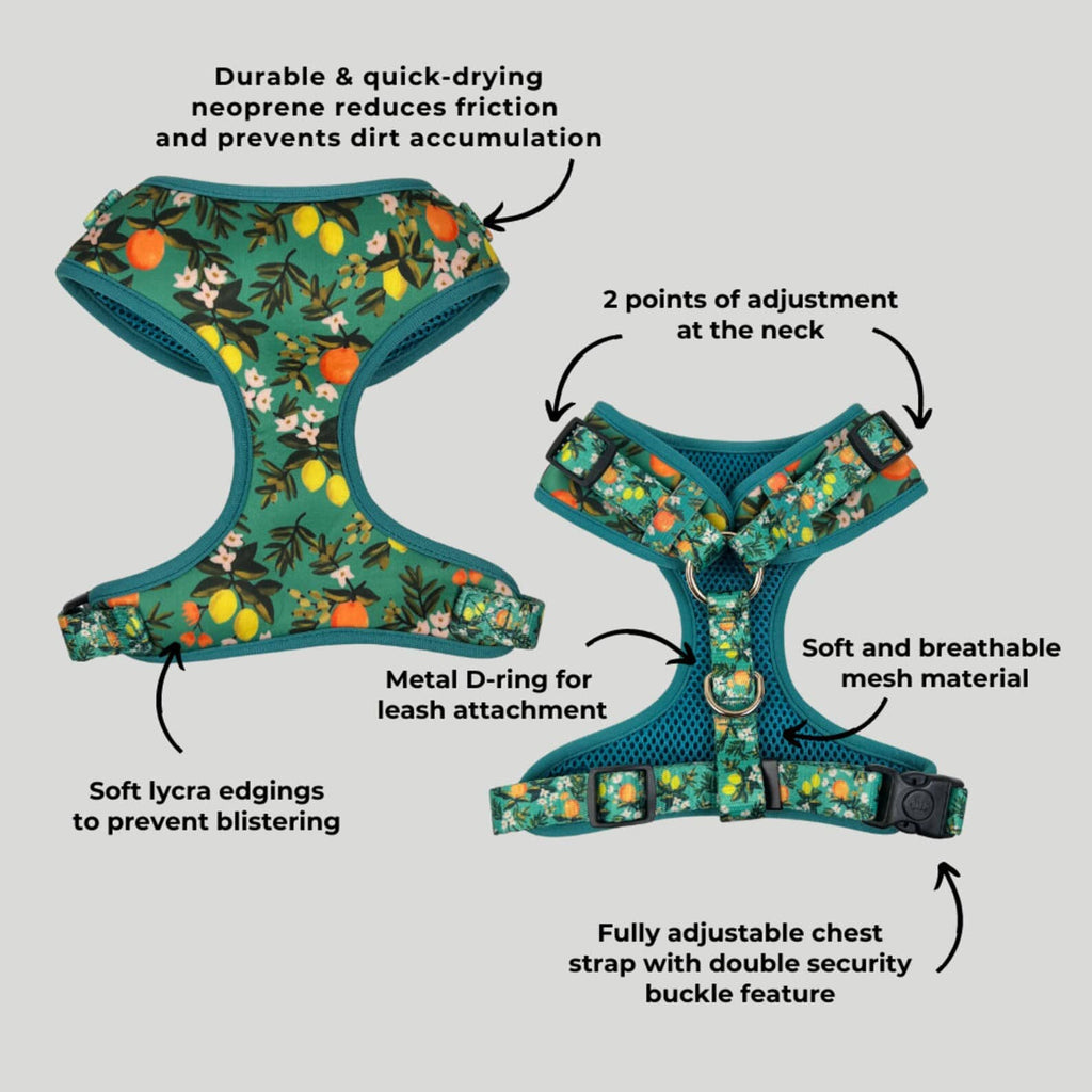 D&D Paws Designed Floral Dog Vest Set [Made-to-Order]