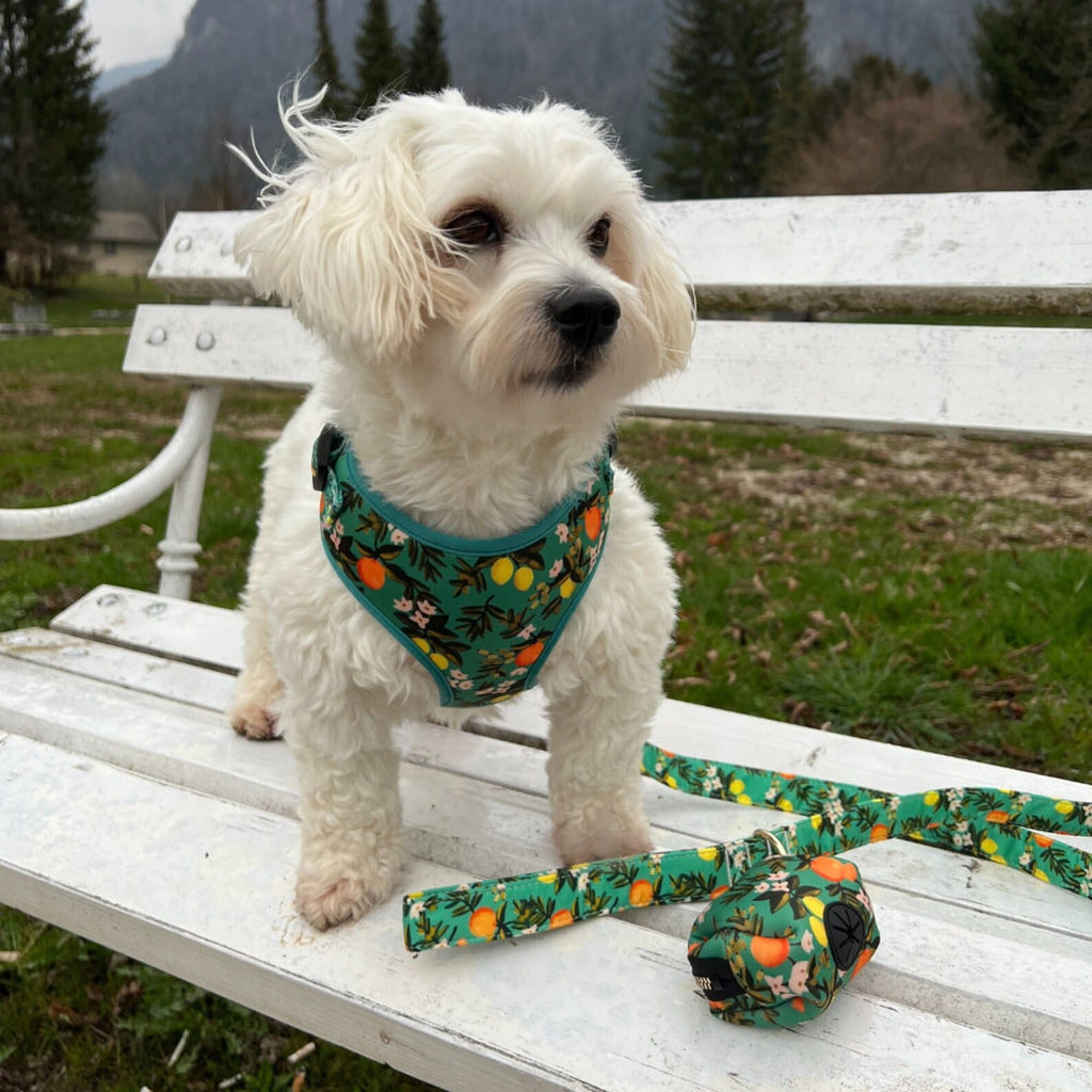 D&D Paws Designed Floral Dog Vest Set [Made-to-Order]