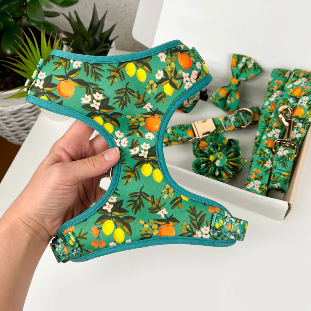 D&D Paws Harness Designed Floral Dog Vest Set