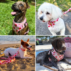 D&D Paws Designed Strawberry Dog Girly Set [Made-to-Order]