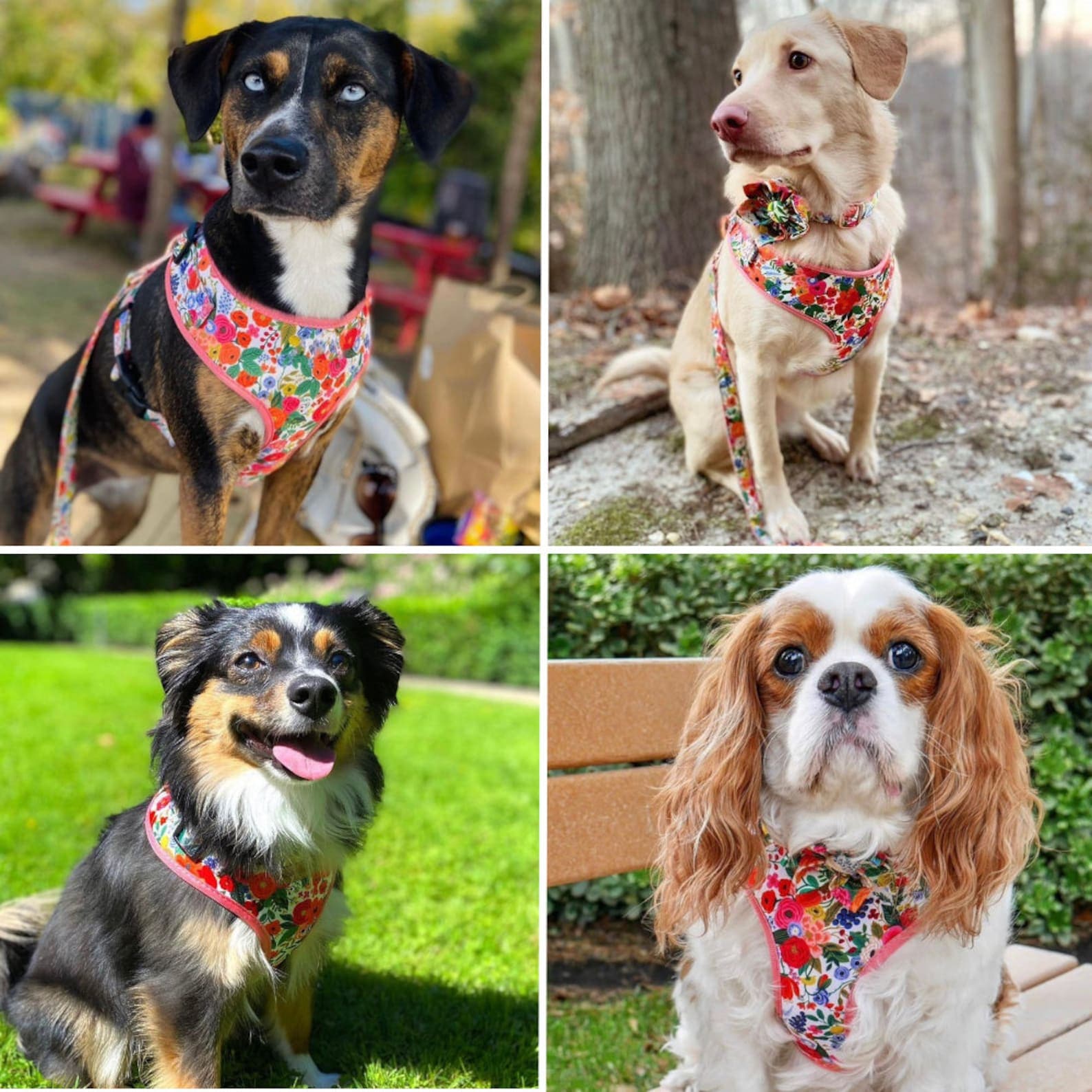 D&D Paws Designed Floral Dog Vest Set [Made-to-Order]