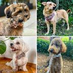 D&D Paws Designed Floral Dog Vest Girly Set [Made-to-Order]