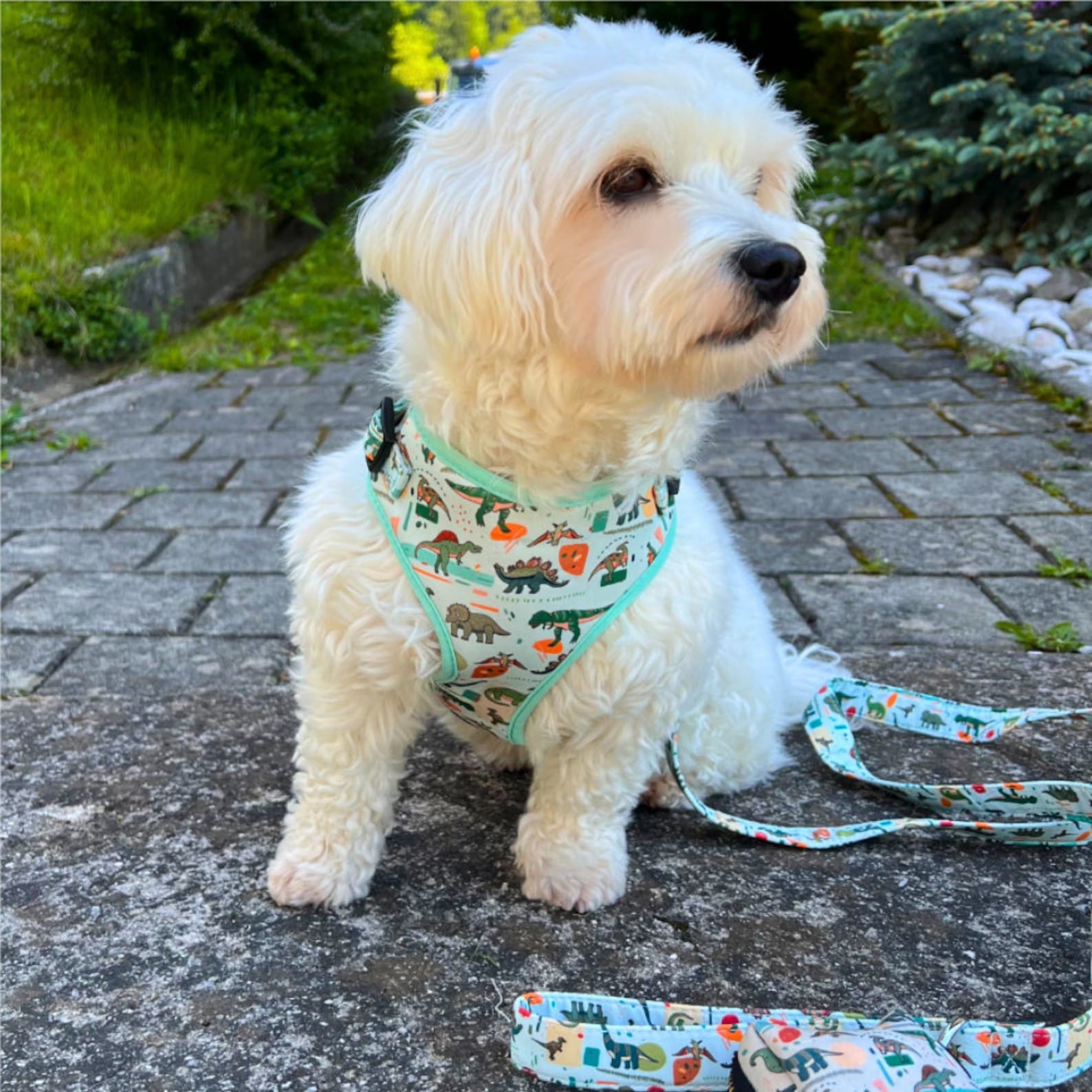 D&D Paws Designed Dinosaur Dog Vest Cute Set [Made-to-Order]