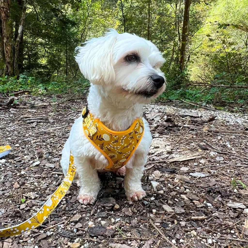 D&D Paws Designed Floral Dog Vest Girly Set [Made-to-Order]