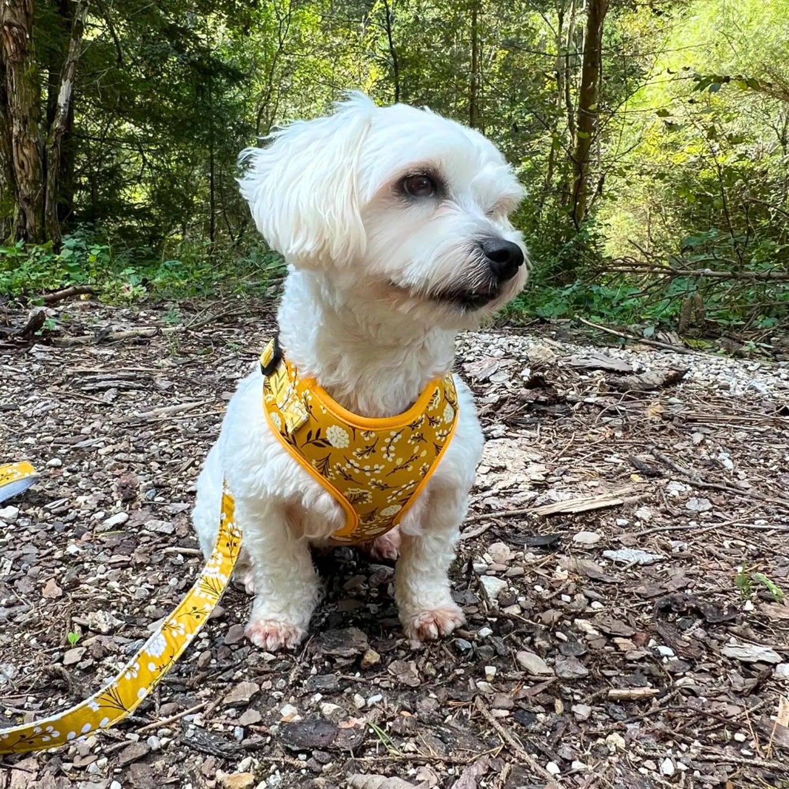 D&D Paws Designed Floral Dog Vest Girly Set [Made-to-Order]
