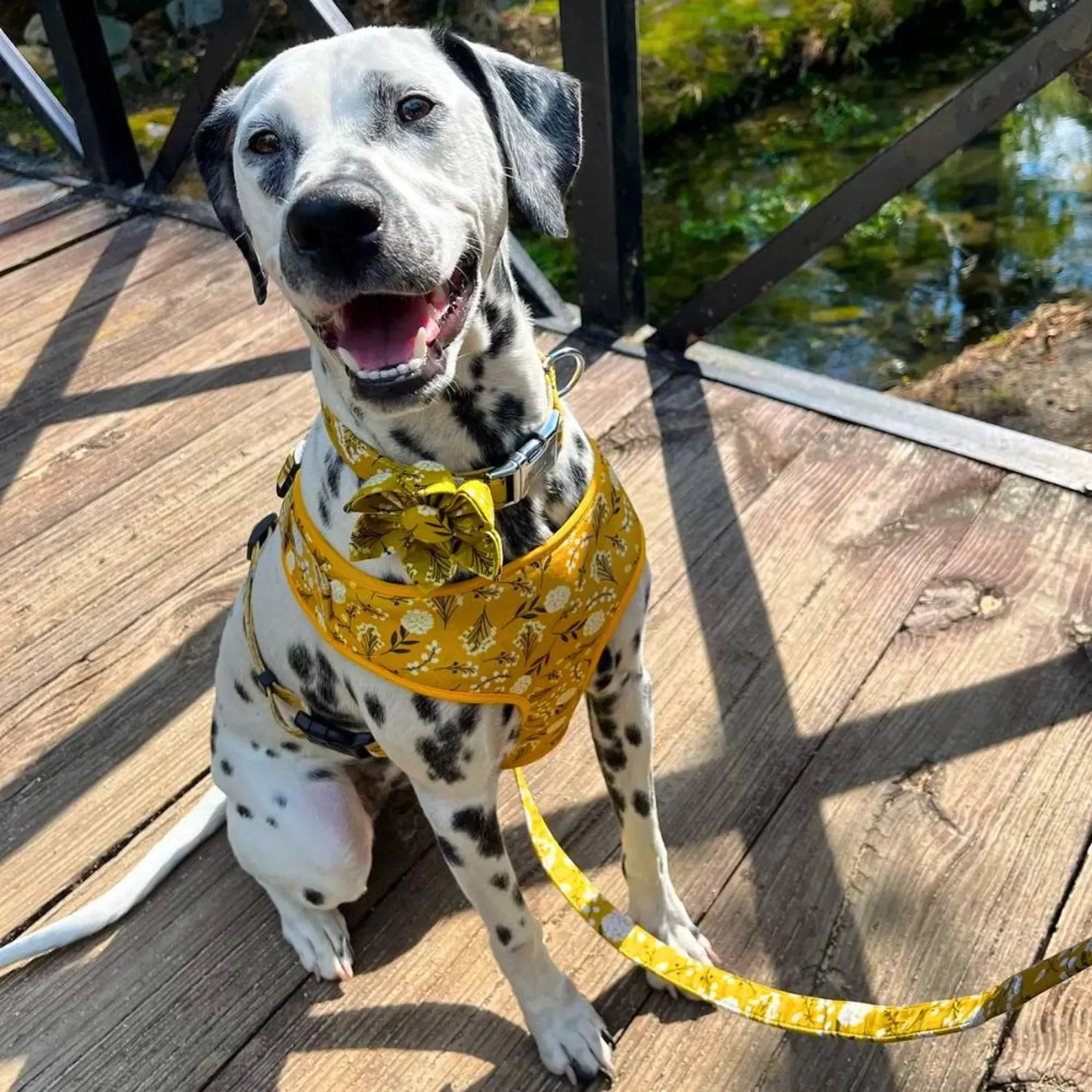 D&D Paws Designed Floral Dog Vest Girly Set [Made-to-Order]