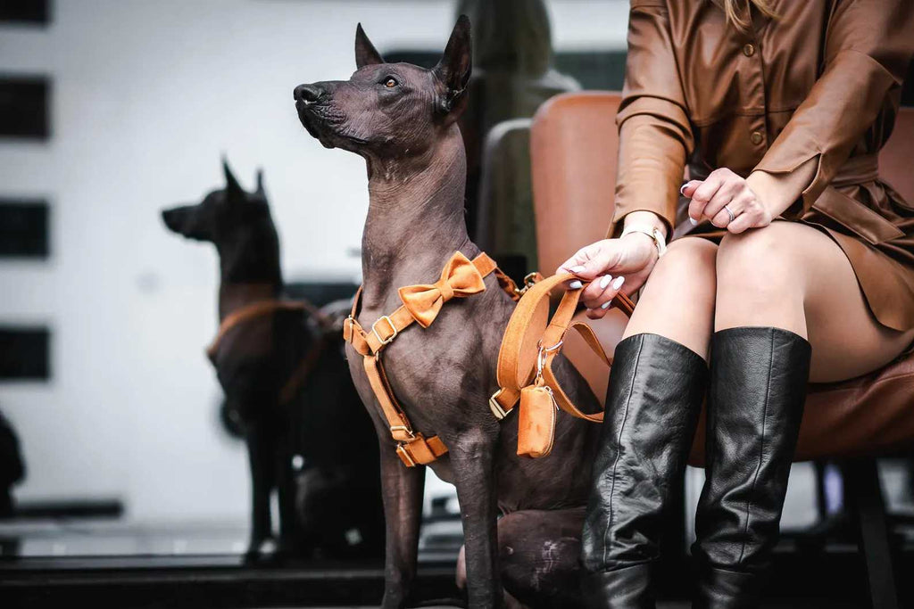 Ancient Pottery Velvet Set