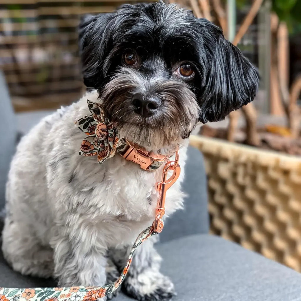 D&D Paws Designed Floral Dog Vest Set