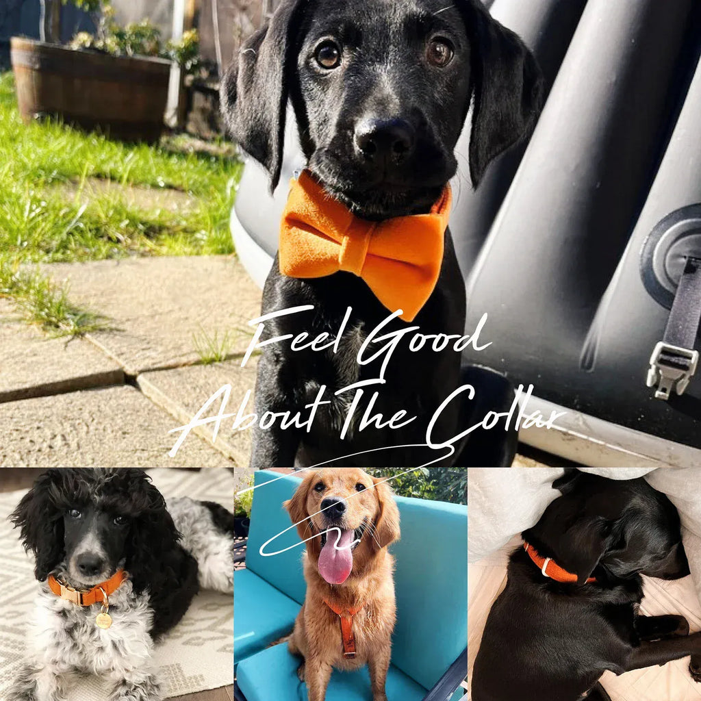 D&D Paws  Orange Velvet Set