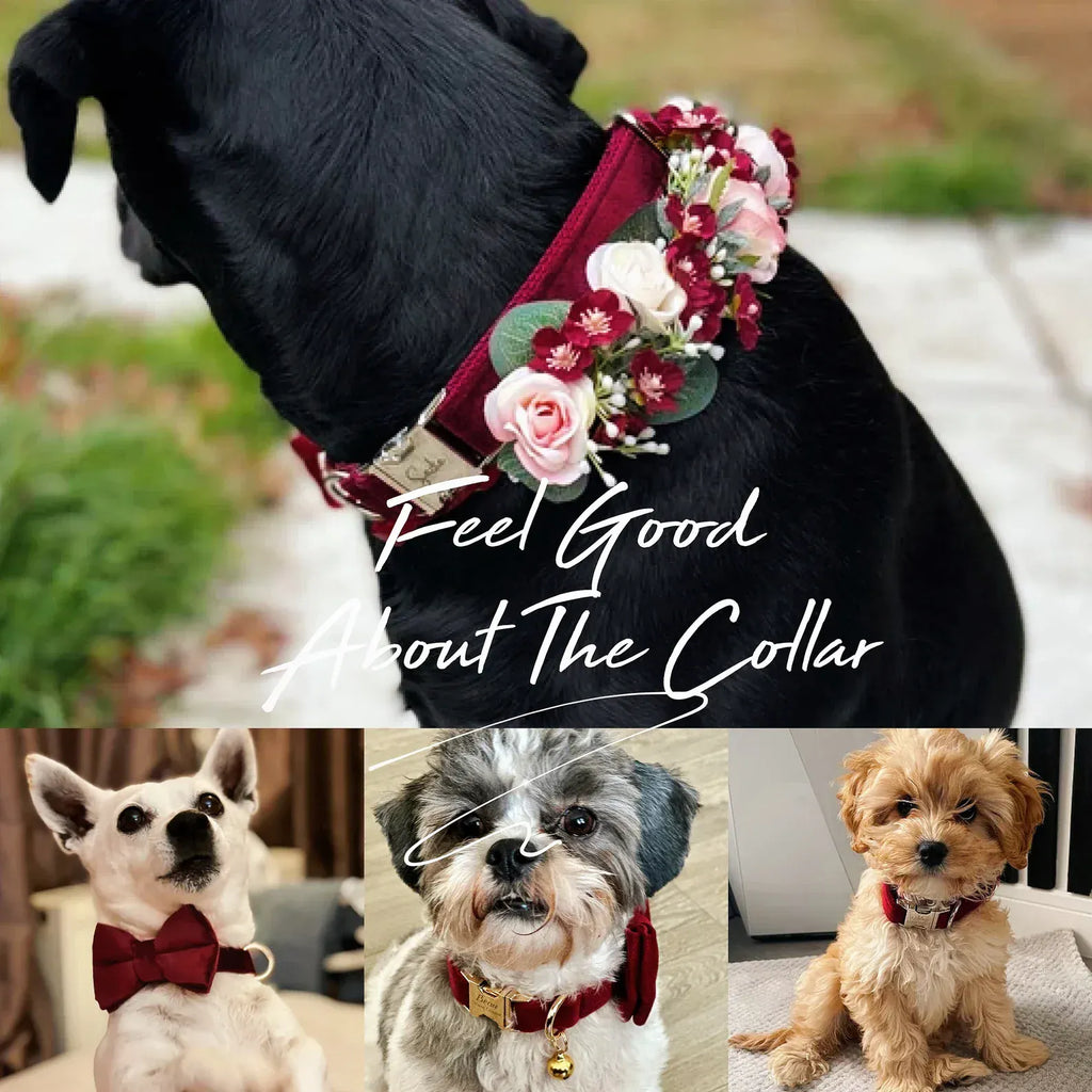 DDPaws  Crimson Red Velvet Set