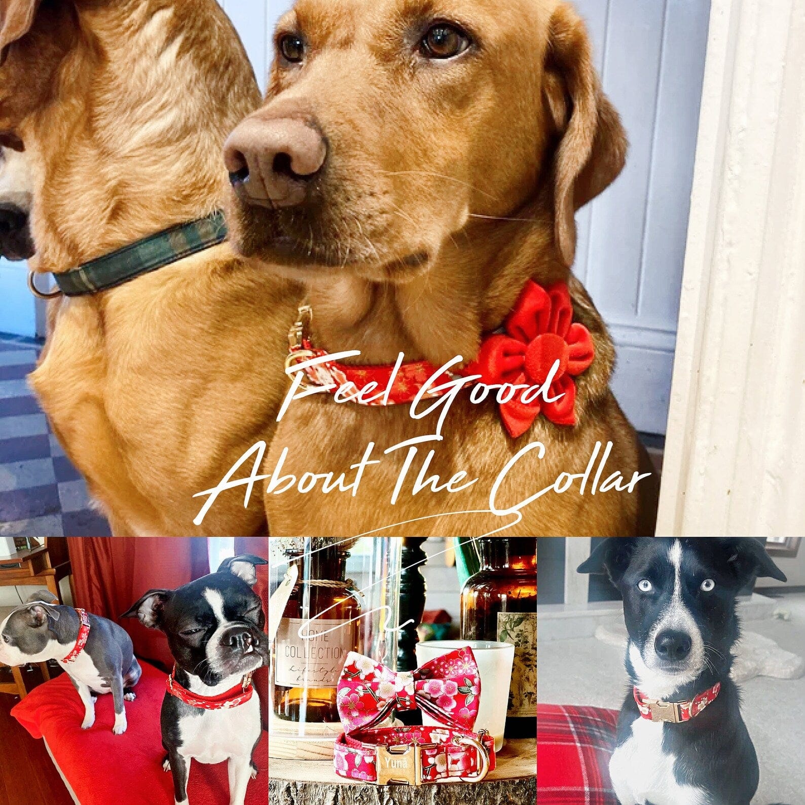 D&D Paws Ruby Bloom Floral Set