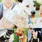 D&D Paws  White Wedding Velvet Set