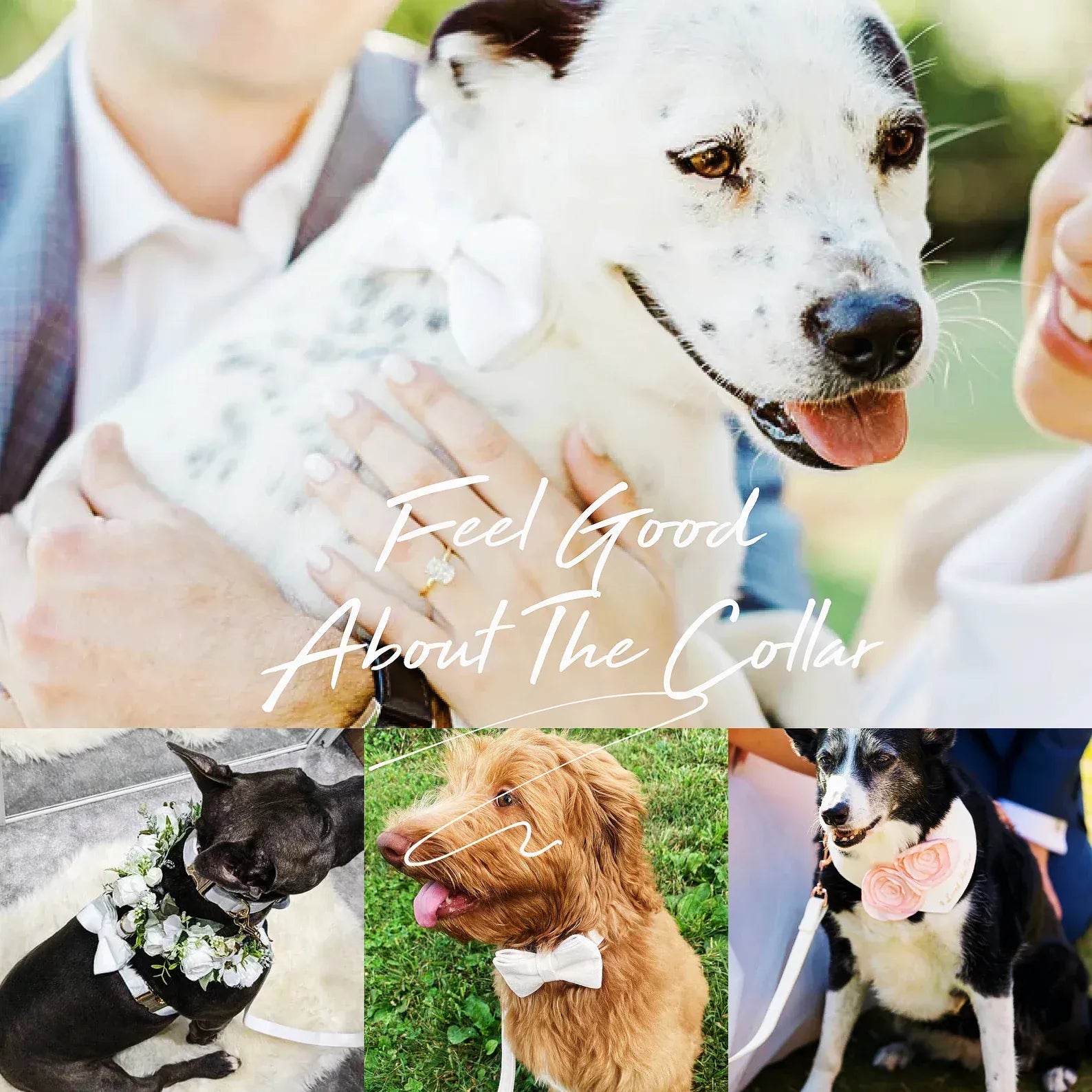 D&D Paws  White Wedding Velvet Set