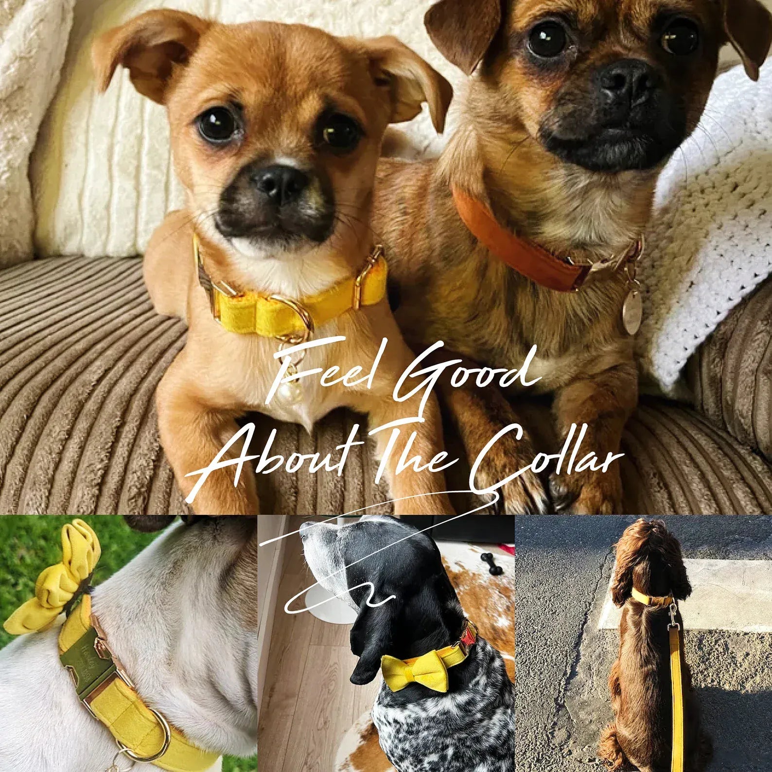 DDPaws  Yellow Velvet Set